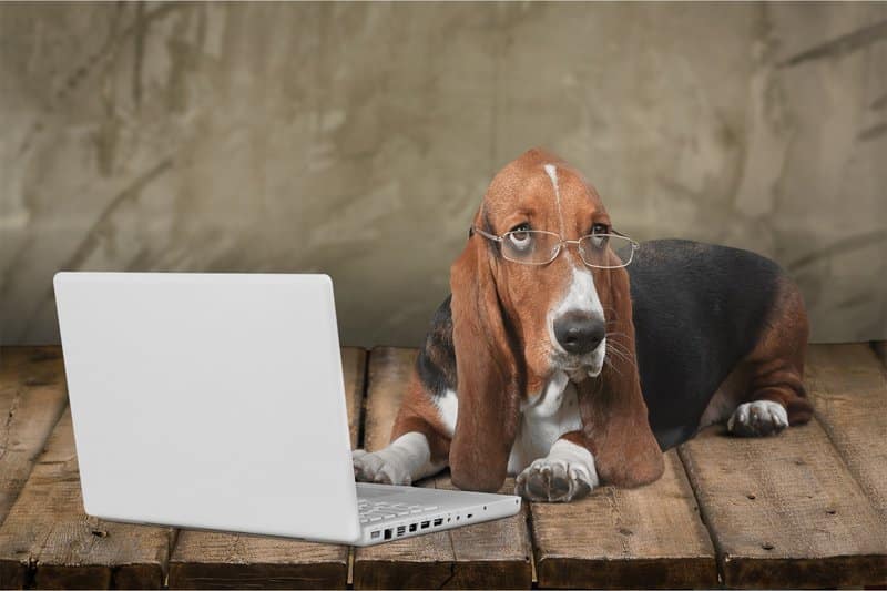 A dog wearing spectacles sitting with a laptop